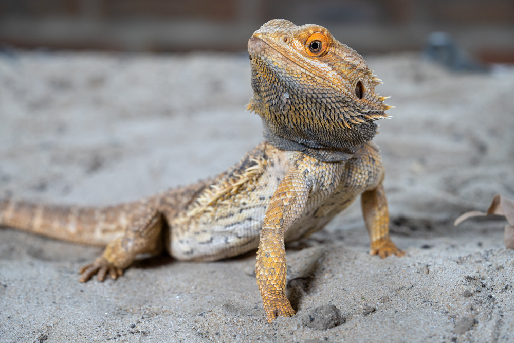 bearded dragon
